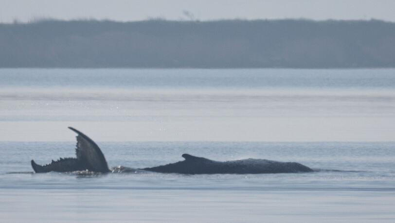 Der Buckelwal vor der Insel Poel schl&auml;gt mit seiner Schwanzflosse.