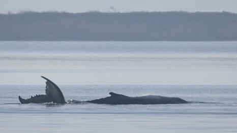 Der Buckelwal vor der Insel Poel schl&auml;gt mit seiner Schwanzflosse.