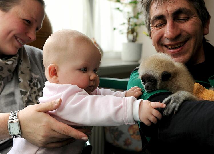 Die sechs Monate alte Tochter der Tierparkleiterin, Viktoria, und das dreieinhalb Jahre alte Gibbon-Baby Lui verstehen sich prächtig.