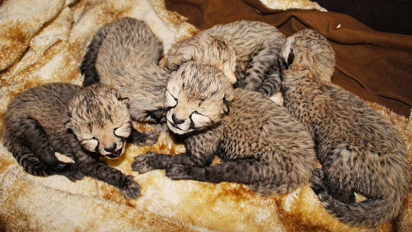 Die fünf jungen Geparden im Zoo Safariepark in Schloß Holte-Stukenbrock (Nordrhein-Westfalen). Die Jung-Geparden wiegen zwischen 200 und 300 Gramm.