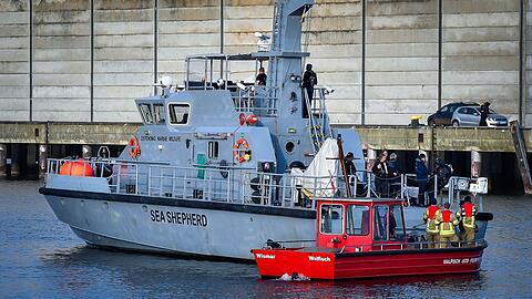 Die Meeresschutz-Organisation Sea Shepherd fuhr mit einem Schiff zu dem Wal.