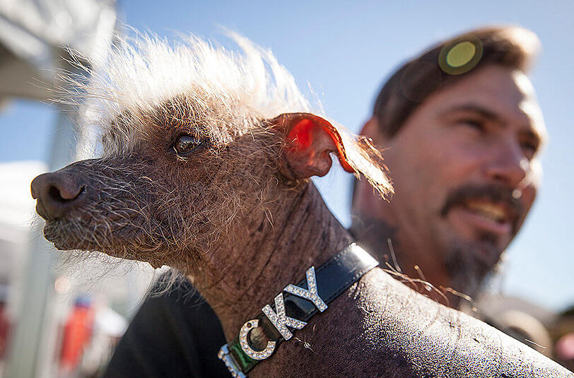 Weitere Bilder des "Ugliest Dog"-Wettbewerbs aus den USA.