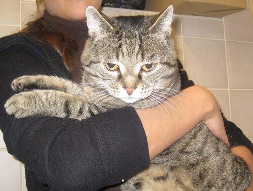 Wer kennt diesen lieben Kater?