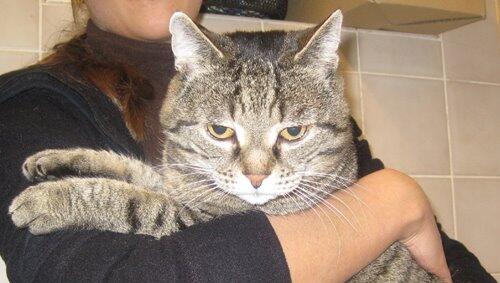 Wer kennt diesen lieben Kater? Wer kennt diesen lieben Kater?