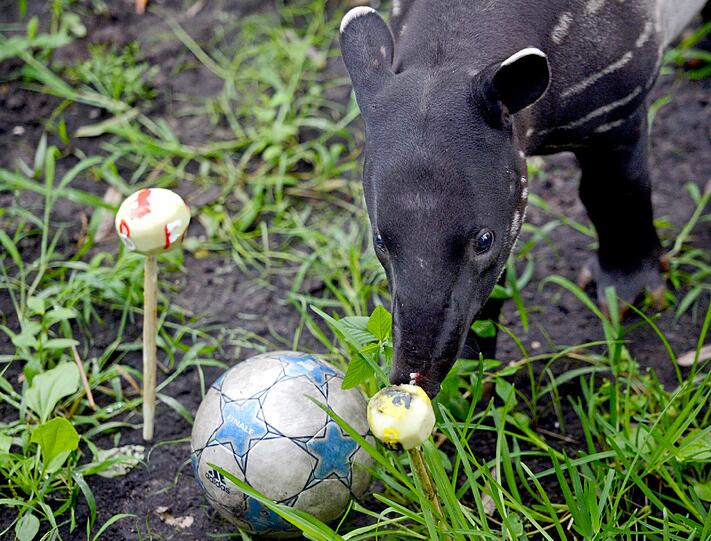 Sicher nur Zufall: Tapir-Junge Baru entscheidet sich beim Tierorakel im Leipziger Zoo für den BVB-Kohlrabi.