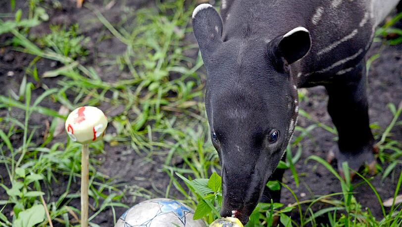 Sicher nur Zufall: Tapir-Junge Baru entscheidet sich beim Tierorakel im Leipziger Zoo für den BVB-Kohlrabi. Sicher nur Zufall: Tapir-Junge Baru entscheidet sich beim Tierorakel im Leipziger Zoo für den BVB-Kohlrabi.
