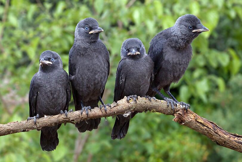 Die Dohle ist eine Singvogelart aus der Familie der Rabenvögel. Unter den Raben und Krähen gehört sie zu den kleineren Vertretern.