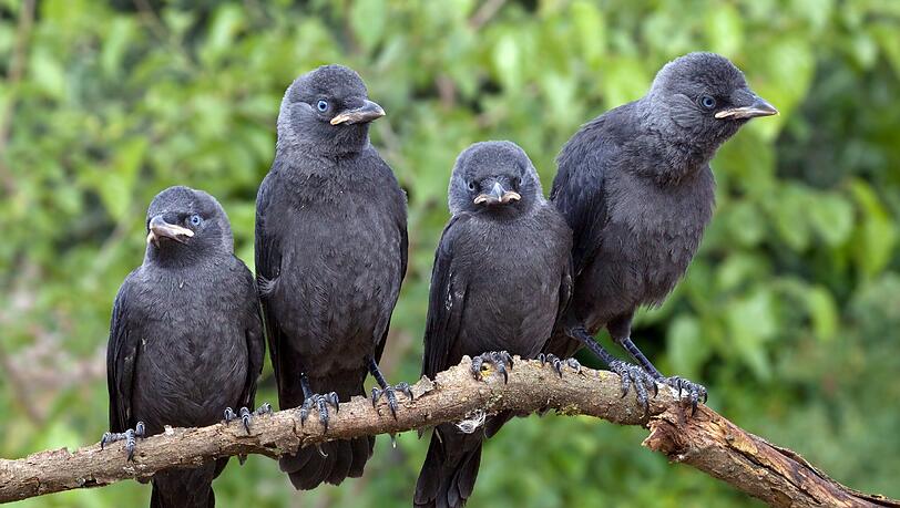 Die Dohle ist eine Singvogelart aus der Familie der Rabenvögel. Unter den Raben und Krähen gehört sie zu den kleineren Vertretern.