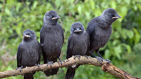 Die Dohle ist eine Singvogelart aus der Familie der Rabenvögel. Unter den Raben und Krähen gehört sie zu den kleineren Vertretern.