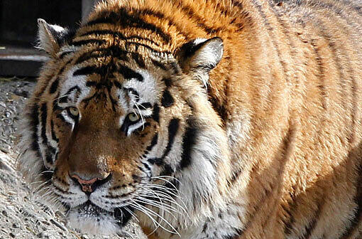 Schock im Kölner Zoo: Der Tiger "Altau" verletzte seine Pflegerin so schwer, dass sie wenig später im Krankenhaus starb. "Altau" wurde daraufhin eingeschläfert.
