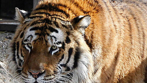 Schock im Kölner Zoo: Der Tiger "Altau" verletzte seine Pflegerin so schwer, dass sie wenig später im Krankenhaus starb. "Altau" wurde daraufhin eingeschläfert. Schock im Kölner Zoo: Der Tiger "Altau" verletzte seine Pflegerin so schwer, dass sie wenig später im Krankenhaus starb. "Altau" wurde daraufhin eingeschläfert.