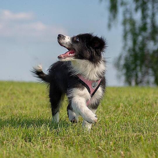 Bonita