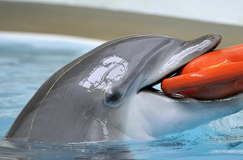 "Wie auf einer Intensivstation": Ein Delfin im Nürnberger Tiergarten.