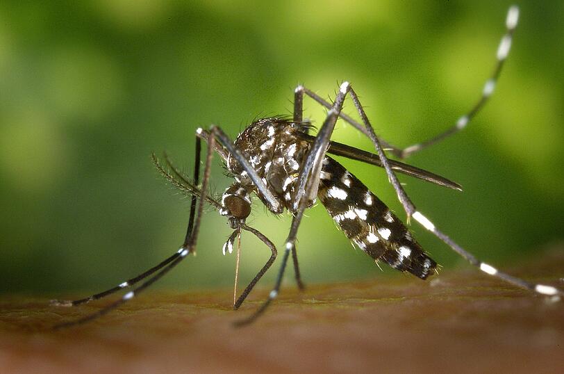 Tigermücken: Sie breiten sich in Süddeutschland aus und können Malaria übertragen.