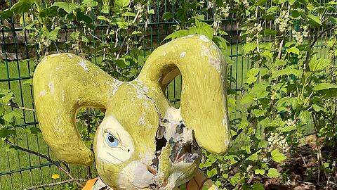 Eine Waschbärin hat sich einen Osterhasen als sicheren Ort für ihre Jungen ausgesucht.