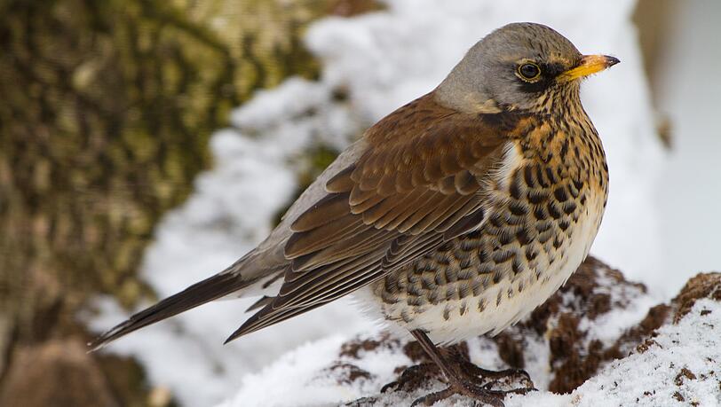 Bei der Vogelz&auml;hlung kann einem auch eine Wacholderdrossel vor die Linse flattern.