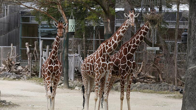 Giraffendame Makena (l.) scheint die Besucher zu vermissen. Sobald sie jemanden ohne Tierpark-Uniform sieht, starrt sie ihn sehnsüchtig an. Giraffendame Makena (l.) scheint die Besucher zu vermissen. Sobald sie jemanden ohne Tierpark-Uniform sieht, starrt sie ihn sehnsüchtig an.