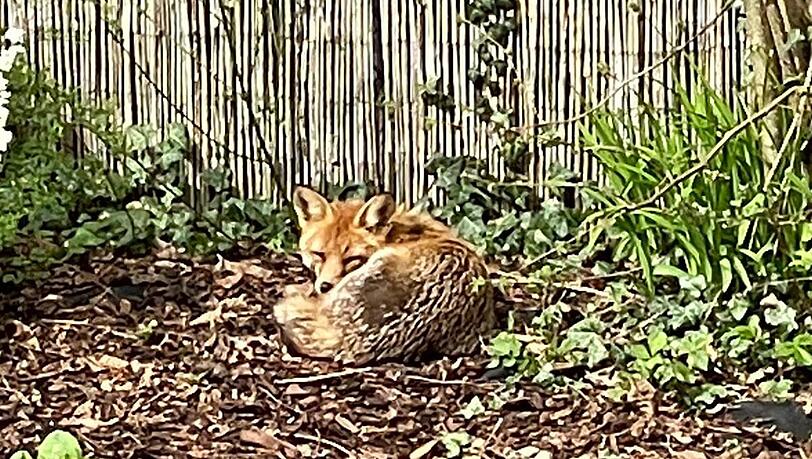Harmlos sonnte sich der Fuchs in einem Ramersdorfer Garten zunächst. Mittlerweile hat er eine Katze gerissen und ist verletzt.