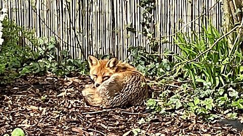 Harmlos sonnte sich der Fuchs in einem Ramersdorfer Garten zunächst. Mittlerweile hat er eine Katze gerissen und ist verletzt.