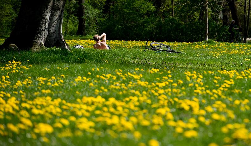 In voller Blüte: Die Blumen strecken ihre Körpfen gen Sonnenstrahlen.
