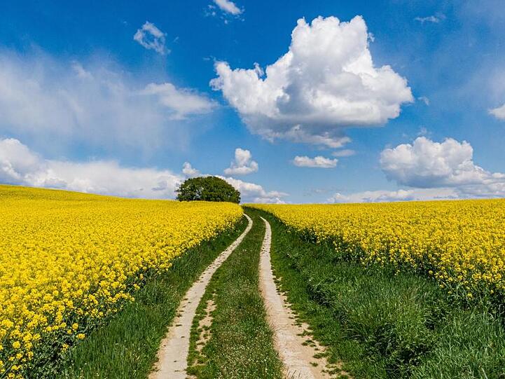 Ein Weg führt zwischen zwei blühenden Rapsfeldern auf einen Baum zu. Foto: Armin Weigel/Archivbild