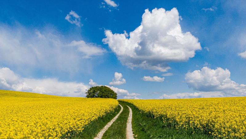 Ein Weg führt zwischen zwei blühenden Rapsfeldern auf einen Baum zu. Foto: Armin Weigel/Archivbild