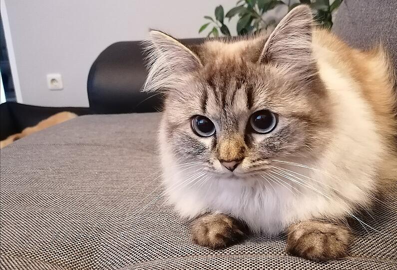 Princess Blue Eyes Minny