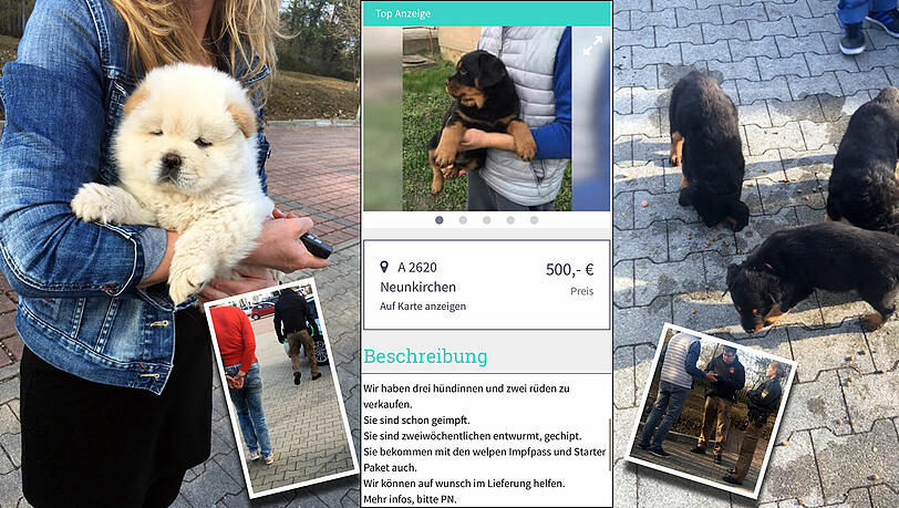 Bei einem fingierten Kauf wurden die Welpenschmuggler auf einem Parkplatz in Landsberg am Lech festgenommen. Bei einem fingierten Kauf wurden die Welpenschmuggler auf einem Parkplatz in Landsberg am Lech festgenommen.