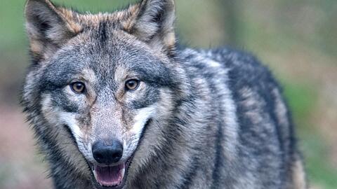 In Bayern breitet sich der Wolf aus. Das Tier ist streng geschützt. Um Nutztierhalter zu unterstützen, bietet das Landwirtschaftsministerium Beratung und Fördermittel an.