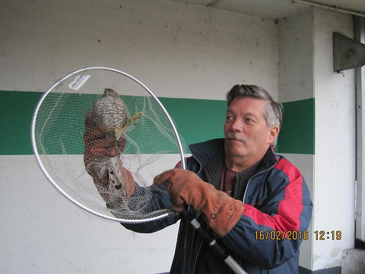 Schließlich gelingt es dem Tierschützer, den Sperber zu erwischen.