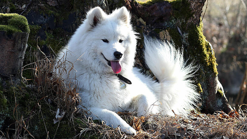 Teilt ihr Haar gerne: Shana, eine Samojedenhündin.