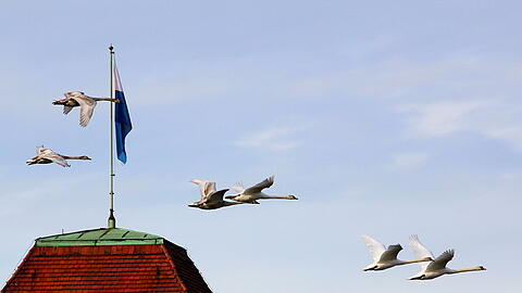 Majestätisch fliegen die Schwäne über das Schloss.