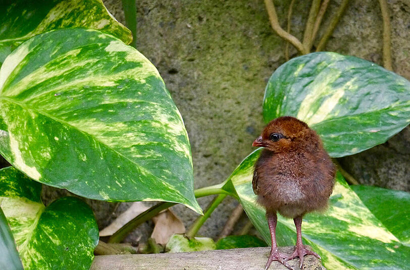 Strausswachtel-Nachwuchs im Tierpark Hellabrunn