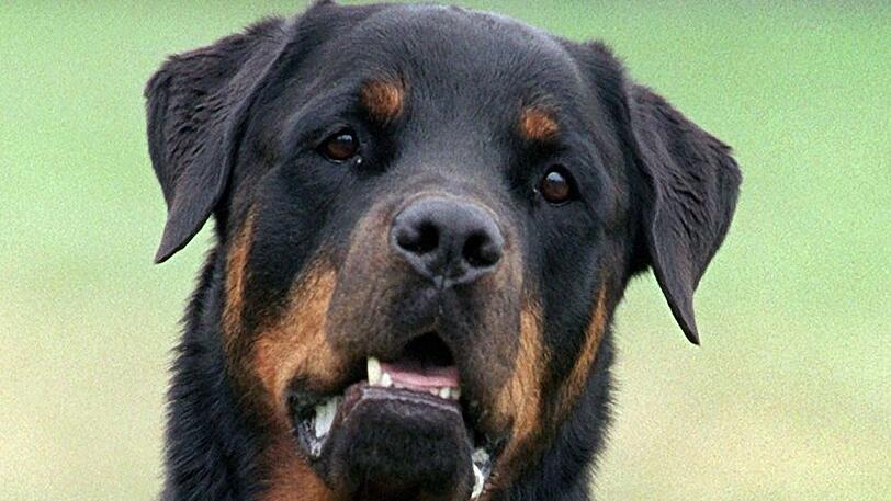 Beißattacken durch Hunde sind keine Seltenheit, wie die Zahlen für 2018 zeigen.