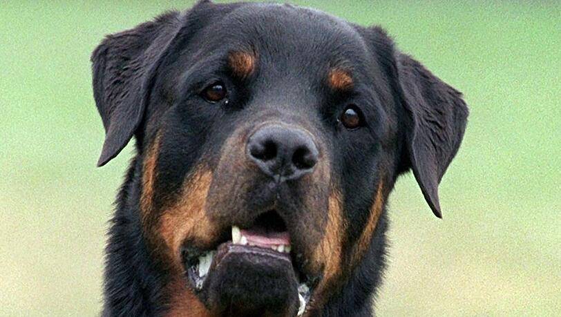 Beißattacken durch Hunde sind keine Seltenheit, wie die Zahlen für 2018 zeigen. Beißattacken durch Hunde sind keine Seltenheit, wie die Zahlen für 2018 zeigen.