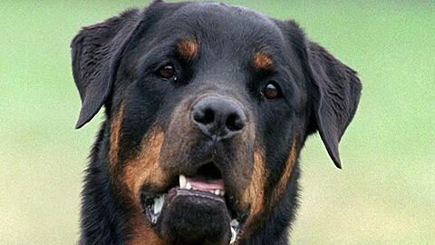 Beißattacken durch Hunde sind keine Seltenheit, wie die Zahlen für 2018 zeigen.