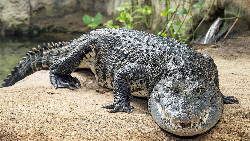 Das mehr als zwei Meter lange Beulenkrokodil wurde viele Jahre in einem Schrebergarten in Th&uuml;ringen gehalten, kam dann in eine Auffangstation nach M&uuml;nchen und ist jetzt im Tierpark Sch&ouml;nbrunn in Wien zuhause.