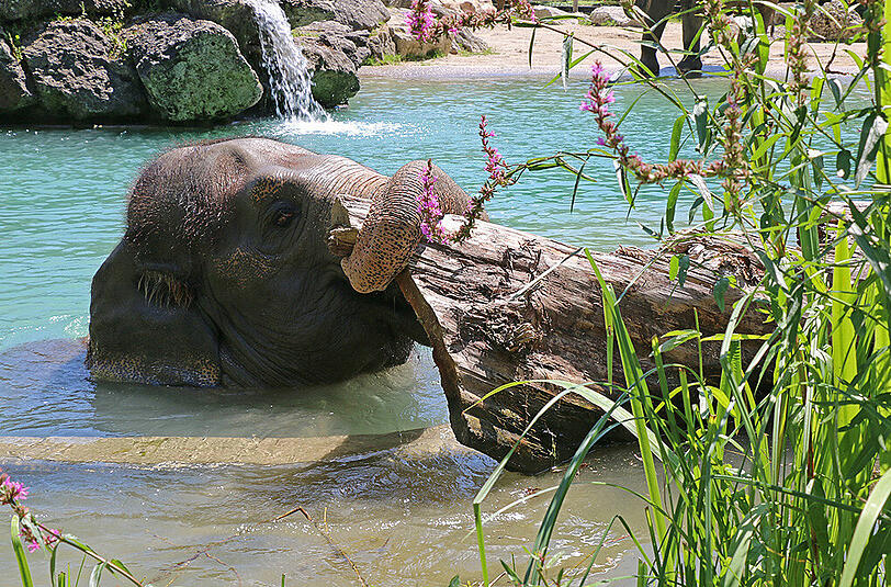 Thomas und Monika Kaltschmid fotografierten eine Elefantenkuh im Tierpark Hellabrunn.