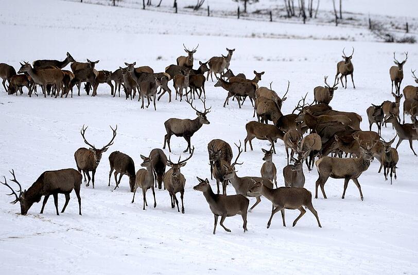 Schnee in Polen.
