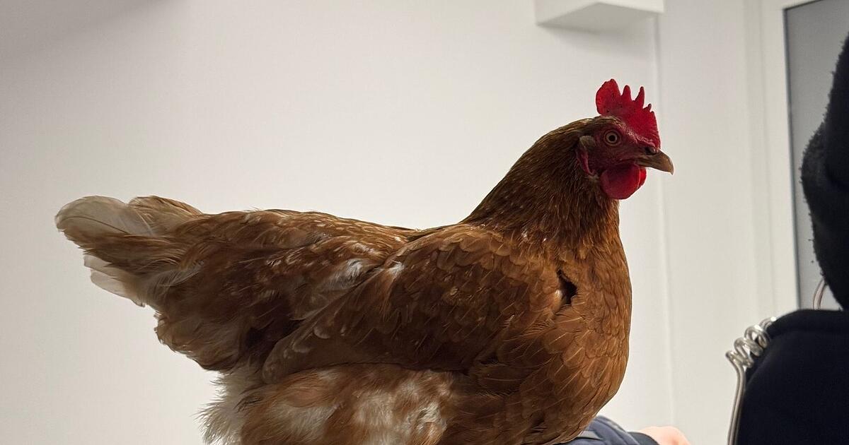 Gefiederter-Gast-am-Bahnhof-Polizei-nimmt-Huhn-auf