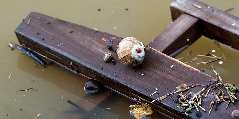 Ein Marienkäfer und eine Schnecke haben sich in Dresden gemeinsam vor dem Hochwasser gerettet.