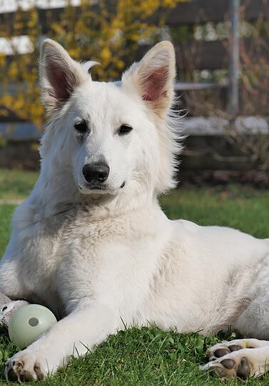 Laika