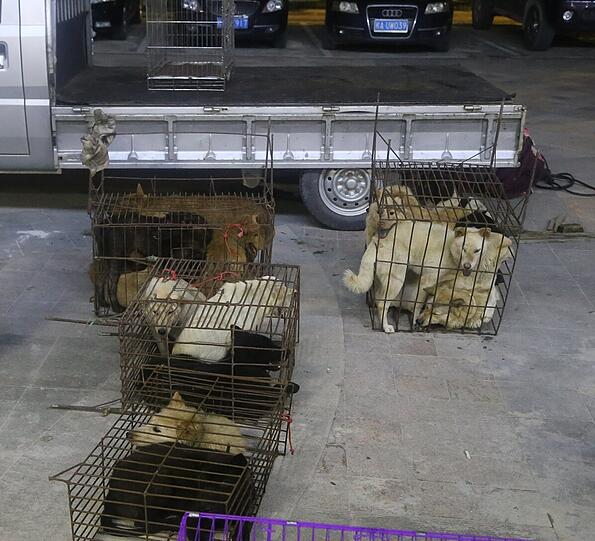 Diese Bilder sind nichts für schwache Nerven: In kleinen Käfigen eingepfercht warten die Hunde auf ihre Schlachtung.