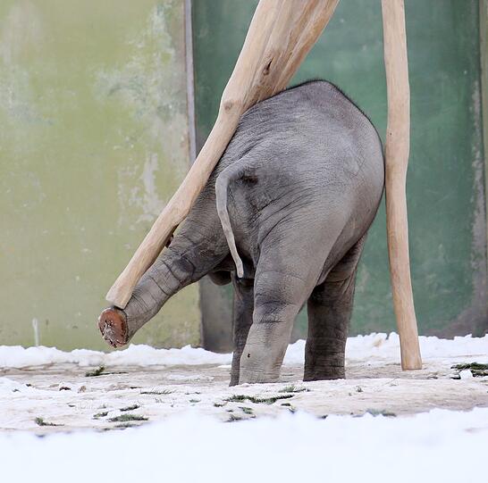 Winterimpressionen aus dem Tierpark Hellabrunn: Elefantenbaby Ludwig und seine Mutter Temi, spielen auf der Außenanlage mit Ästen.