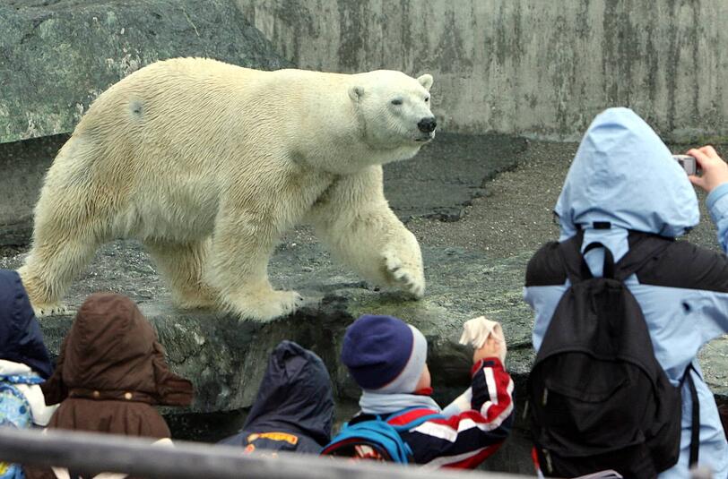 Eisbär Anton im Jahr 2008 in der Stuttgarter Wilhelma. In der Nacht zum 10.02.2014 ist der Eisbär Anton nach Angaben des Zoos gestorben.