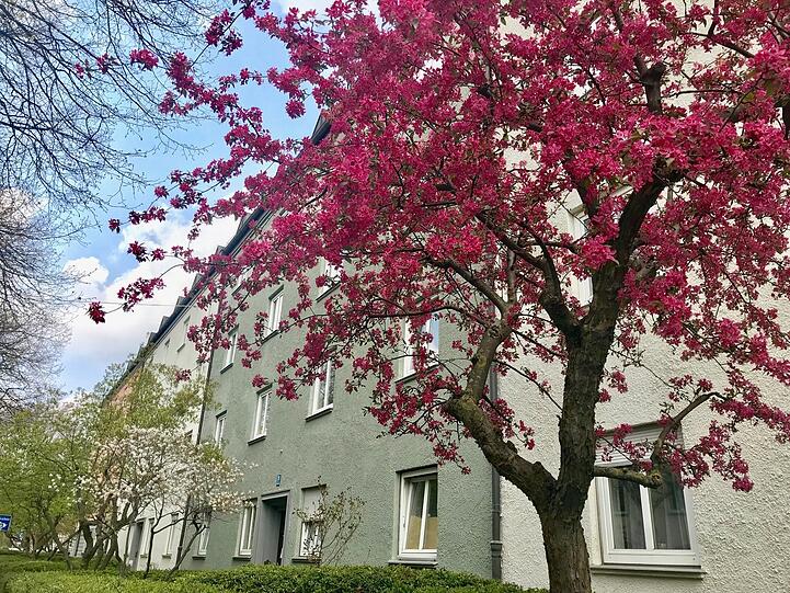 Ein riesiger Magenta-Farbklecks vor Grau in der Erich-Kästner-Straße in Schwabing.