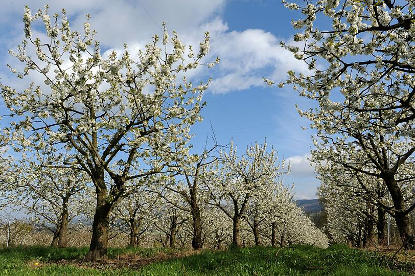 Wichtig für gesunde Obstbäume: der richtige Schnitt (Symbolbild).