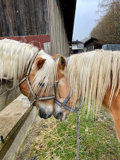 Haflinger Amos und Perle