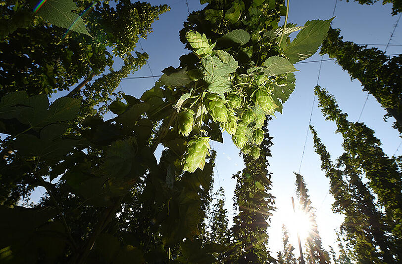 Brennende Sonne, kaum Regen: In der Hallertau fällt die Hopfenernte dieses Jahr mager aus.