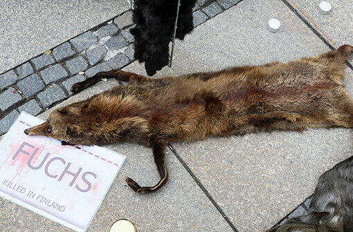 "Fuchs killed in Finland."